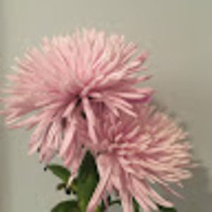 Meet your Posher, Elliot